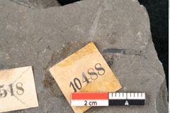 Foto (Detailansicht) von Taeniopteris vittata Brongniart (NHMW-GEO-2024-0188-10488)